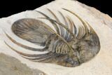 Huge, Spiny Kolihapeltis Trilobite - Rare Species #126240-2